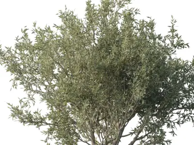 Stand plant in box garden - outdoor plant 178  Low-poly 3D model