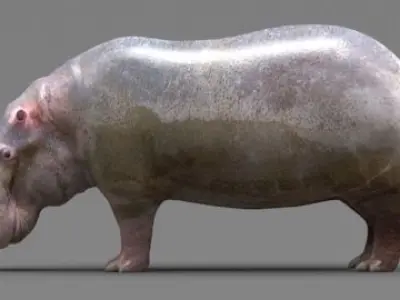 Hippopotamus 3D model get
