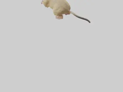 Mongolian Gerbil running model 3D model