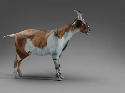 Goat 01 Rigged and Animation Low-poly 3D model