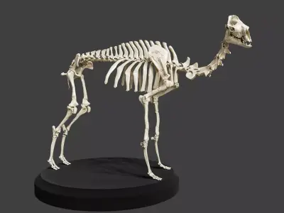 Realistic Camel Skeleton 3D model