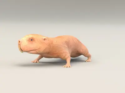 Naked Mole Rat Low-poly 3D model