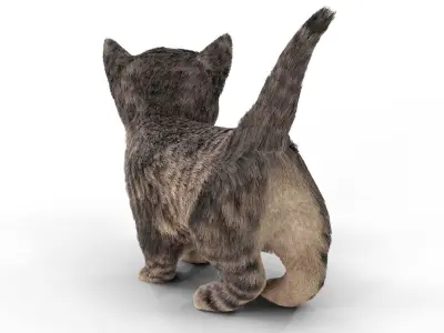 Fur Cute Cat kitten Dark Gray Animated Low-poly 3D model