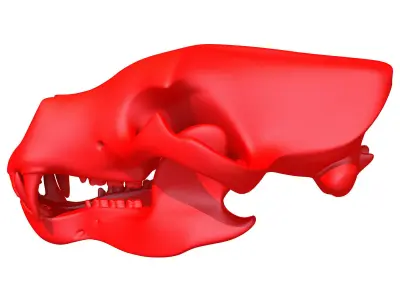 3D Print Bear Skull  3D model