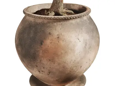 Ficus Plant in Rustic Clay Terracotta Pot 3D model