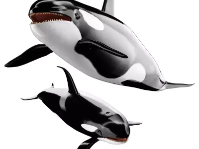 Killer whale Low-poly 3D model