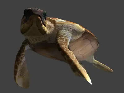 Sea turtle 3D model