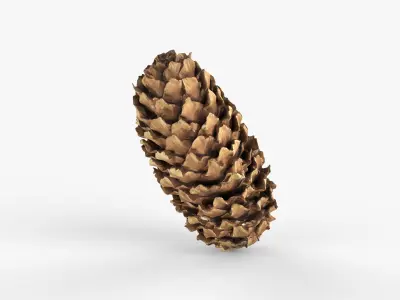 Photorealistic 3D scan of pine conifer cone Low-poly 3D model