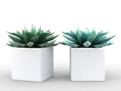 Potted Plant - Succulents  3D model