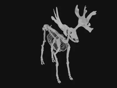 Reindeer skeleton 3D model