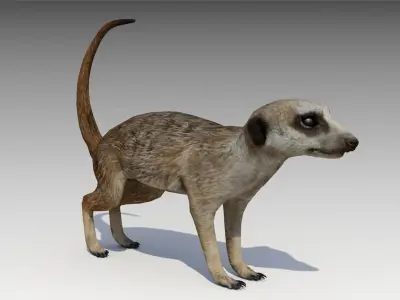 Meerkat Animated Low-poly 3D model