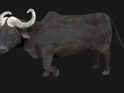 Buffalo fully rigged low poly Low-poly 3D model