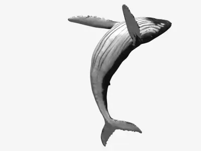 Humpback whale Low-poly 3D model