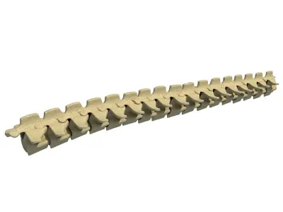 Mammal Spinal Bones  3D model