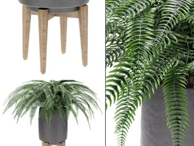 Plant in Pot Flowerpot Exotic Plant  3D model