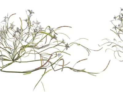 Delicate Flowering Groundcover Pack Low-poly 3D model