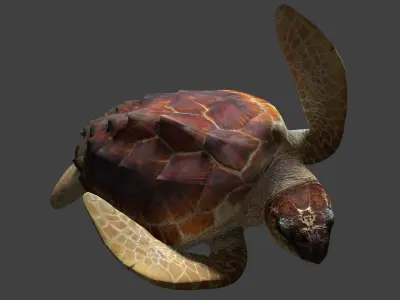 Sea turtle 3D model