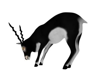 3D Blackbuck RIgged and Animated 3D model