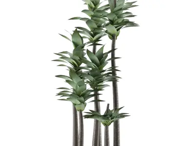 House Plant 19 3D model