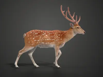 Male Sika Deer VFX Grace 3D model