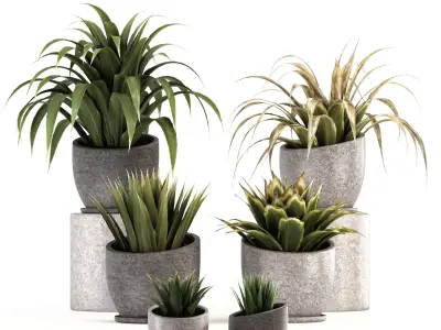 Collection of plants-001 3D model