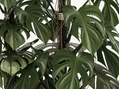 Plants for decoration in pots of monstera and alocasia 1218 3D model