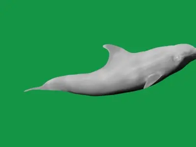 Bottlenose Dolphin 3D model