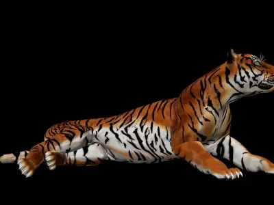 Tiger Idle Animation 3D model