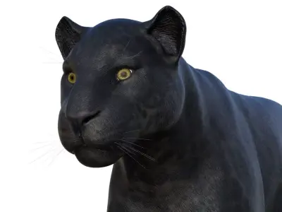 Panter panther 3D model