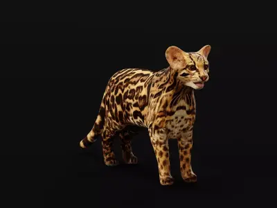 American Margay Wild Cat Low-poly 3D model