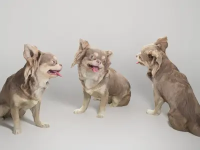 Chihuahua dog 20 Low-poly 3D model