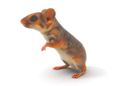 Desert Kangaroo Rat model pack Low-poly 3D model