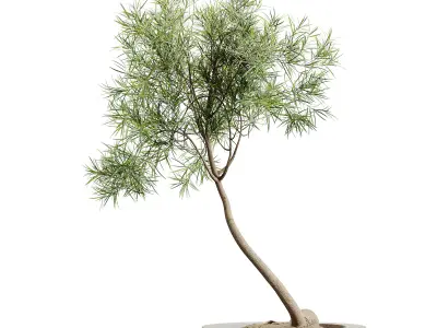 AV HousePlants Japandi Minimalism Ficus Dracaena Marginata14 3D model