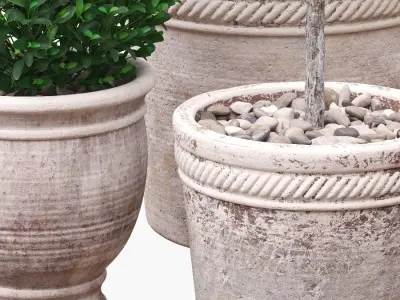 Potted Topiary Buxus 04 3D model