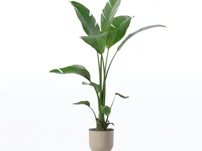 Strelitzia in modern flower pot 3D model