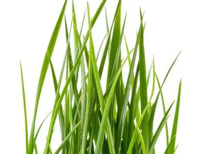 Lush Grass Blades model pack Low-poly 3D model