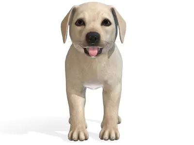 Puppy - Labrador Low-poly 3D model