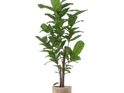 Ficus lyrata in modern flower pot 3D model get