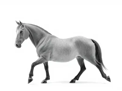 Regal Gray Percheron Horse 3D Model Low-poly 3D model