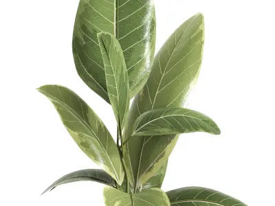 indoor plant 039 3D model