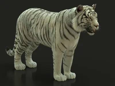White Bengal Tiger Rigged Xgen core 3D model