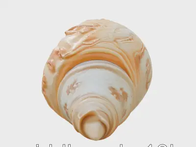 Chambered Nautilus Shell with Intricate Spirals 3D Model Low-poly 3D model