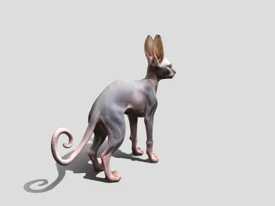 Sphynx Cat Animated Low-poly 3D model