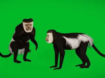 Black White Colobus Monkey Low-poly 3D model