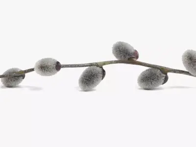 -Willow Catkins on Branch- 3D model