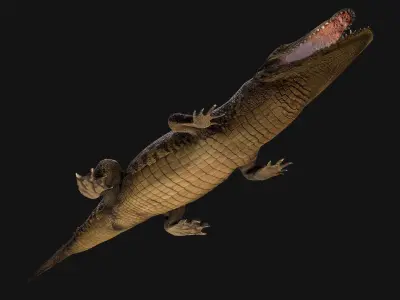 Crocodile Low-poly 3D model