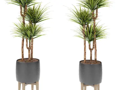 Plant in Pot Flowerpot Exotic Plant 3D model 13