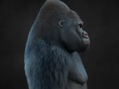 Gorilla 3 RIG XGEN CORE 3D model