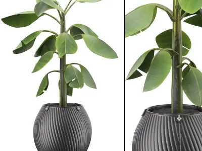Flowerpot Banana 3D model