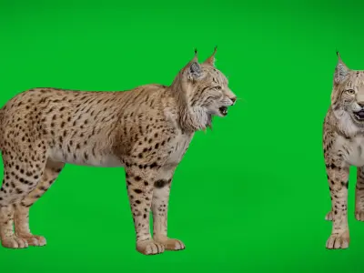 Eurasian Lynx Wild Cat Low-poly 3D model